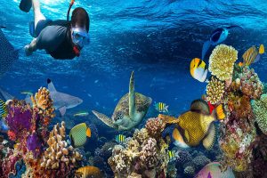 Snorkeling-at-Mnemba-Atoll